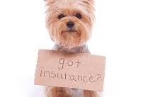 pet insurance